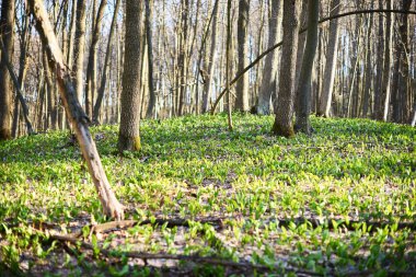 Akşam orman Mart manzara. Seyahat kavramı