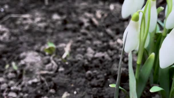 Çiçek Açan Kardelen Çiçek Görünümü Kapatın — Stok video