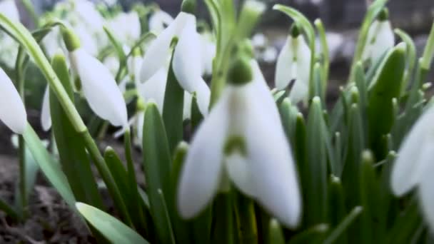 Nära Håll Utsikt Över Blommande Snowdrop Blommor — Stockvideo