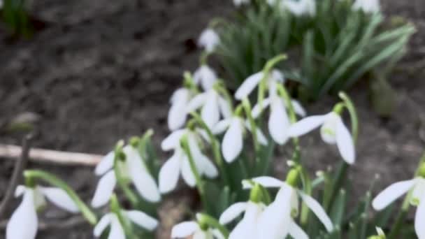 Zblízka Pohled Kvetoucí Květy Sněženek — Stock video