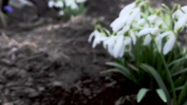 çiçek açan kardelen çiçek görünümü kapatın