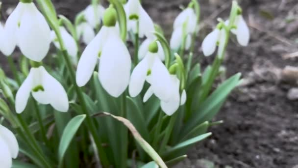 Close View Blooming Snowdrop Flowers — Stock Video