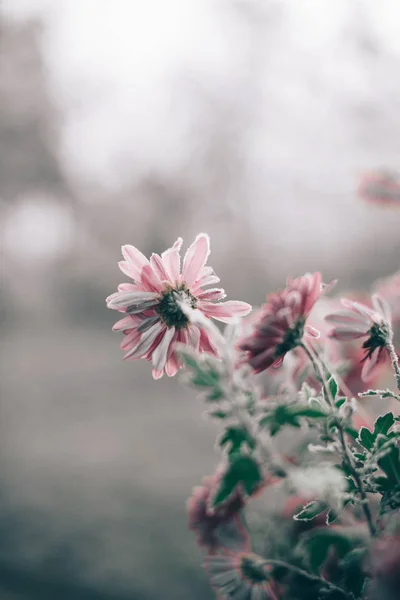 Herfst ochtend vorst op roze bloemen met een wazige achtergrond. — Stockfoto