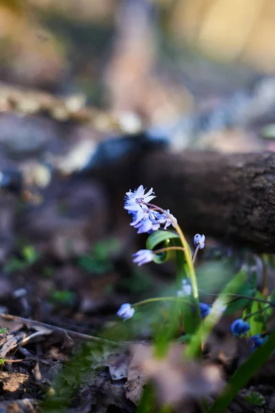 Lentebloemen in de avond maart bos — Stockfoto