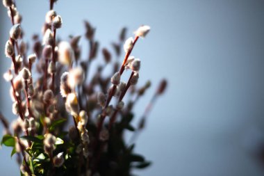 Beyaz ahşap zemin üzerinde bir cam vazo içinde sunulan Kitaplar'da çam dalları