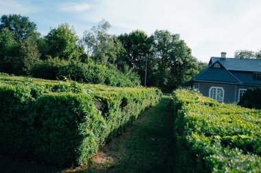 Bahar güneşi ışınları Ukrayna bahar parkı