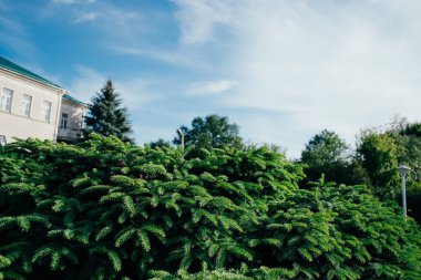 Güneşin akşam ışınları Bahar Ukrayna parkı