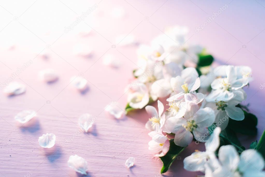 Apple flowers on a pink wooden background