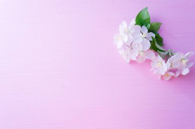 Elma ağacı dalları pembe ahşap arka plan üzerinde çiçeklenme