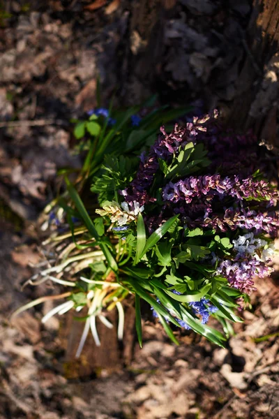 春の夜の森林で森サクラソウの花束 — ストック写真