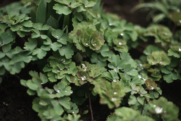 Grön naturlig bakgrund. Gröna unga blad i droppar vatten. — Stockfoto