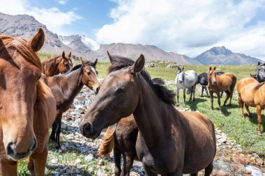 Vahşi at sürüsü güneşli bir günde dağlarda otluyor.  