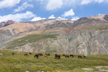 Vahşi at sürüsü güneşli bir günde dağlarda otluyor.  