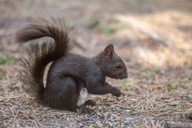 ormanda siyah sincap.