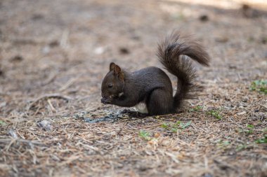 Sincap yerde oturuyor..