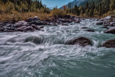 Ağaçlar arasında akan çalkantılı nehir ve arka planda Altai dağları 