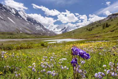 Dağlarda bahar çiçekleri.