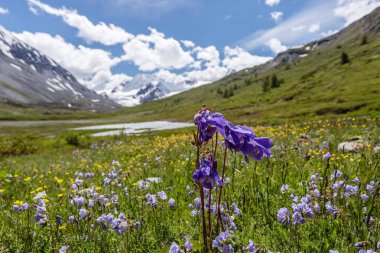 Dağlarda alp çiçekleri.