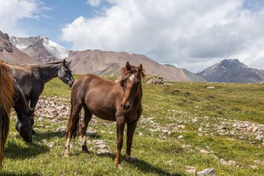 Vahşi at sürüsü güneşli bir günde dağlarda otluyor.  