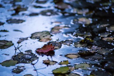 Yerdeki güzel bahar çiçekleri