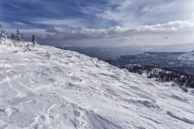 Güneşli bir günde sonsuz kozalaklı ormanla karlı dağların manzarası.