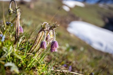 Dağ manzarası, dağlarda dinlenme, dağlarda yürüyüş, dağ çiçekleri.