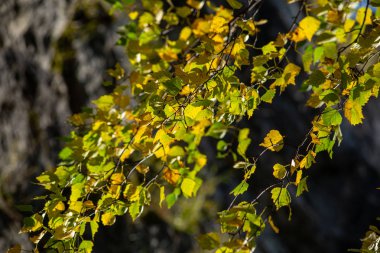 Parkta sonbahar yaprakları. 