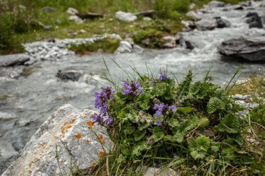 Dağ çiçekleri ve çimenler, sabah çiyleri
