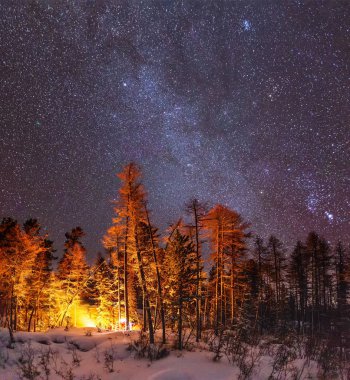 yıldızlar ve ağaçlar ile gece manzara
