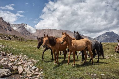 Vahşi at sürüsü güneşli bir günde dağlarda dere kenarında otluyor.  