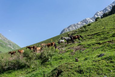 Güneşli bir günde Ural dağlarındaki tepelerde otlayan atlar.  