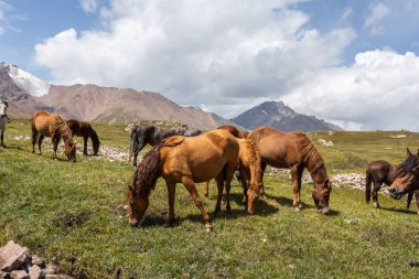 Vahşi at sürüsü güneşli bir günde dağlarda otluyor.  
