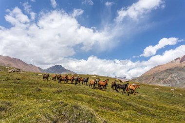 Vahşi at sürüsü güneşli bir günde dağlarda otluyor.  