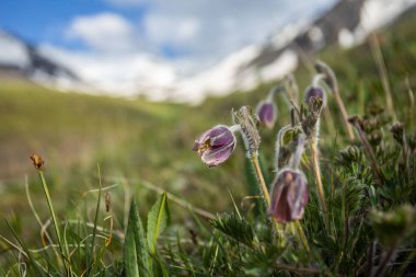 Kırgızistan Yazı. Bahar yaprakları, dağlarda çiçekler. Doğa canlanır. 