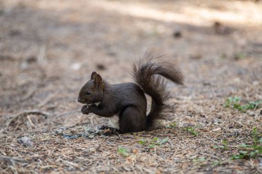 Siyah sincap yerde..