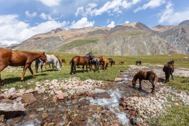 Vahşi at sürüsü güneşli bir günde dağlarda dere kenarında otluyor.  