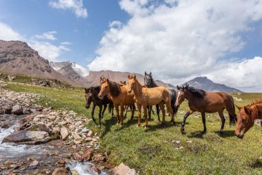 Vahşi at sürüsü güneşli bir günde dağlarda dere kenarında otluyor.  
