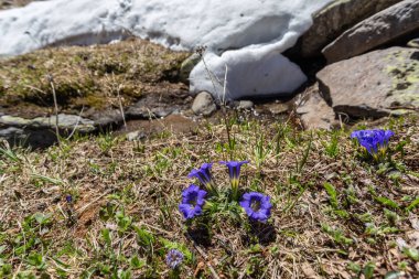 Bahçede açan menekşe çiçekleri