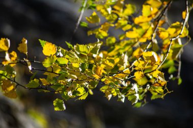 Parkta sonbahar yaprakları. 