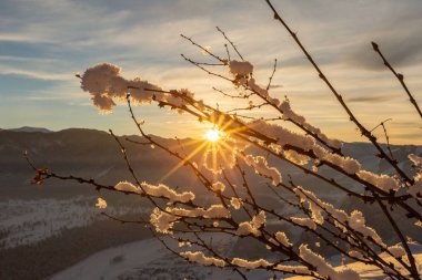 karlı dağlarla kaplı ağaç dalları ve gündoğumunda arka planda kozalaklı ormanlar 