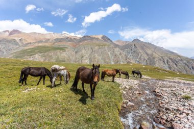 Vahşi at sürüsü güneşli bir günde dağlarda dere kenarında otluyor.  
