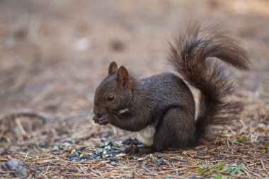 Ormandaki sincap ayçekirdeği yiyor.