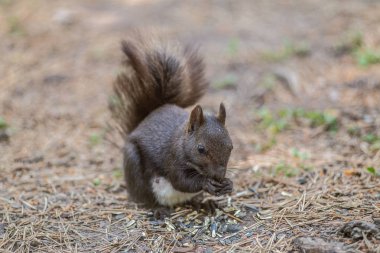 Ormandaki sevimli sincap..