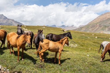 Vahşi at sürüsü güneşli bir günde dağlarda otluyor.  