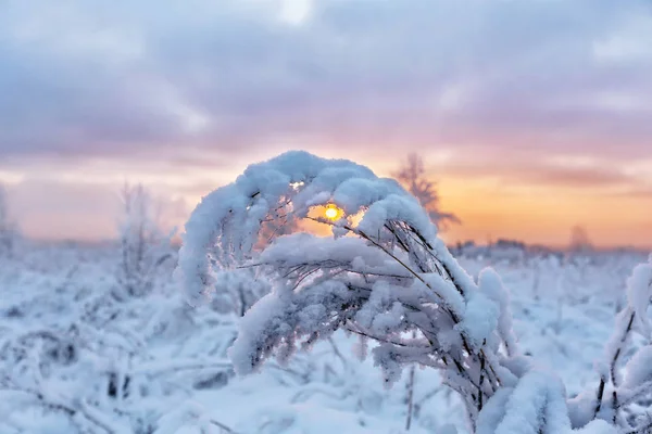 Засніжена Гілка Дерева Засніженим Лугом Фоні Сходу Сонця — стокове фото
