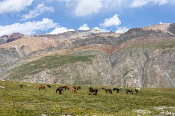 Vahşi at sürüsü güneşli bir günde dağlarda otluyor.  