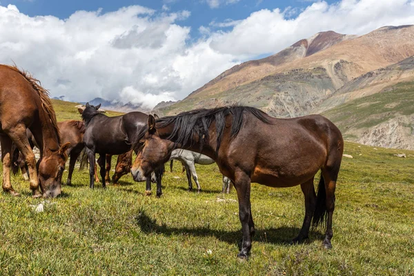 Vahşi at sürüsü güneşli bir günde dağlarda otluyor.  