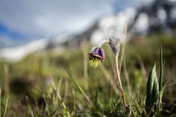 Letni Kirgistan Wiosenne Liście Kwiaty Górach Natura Ożywa — Zdjęcie stockowe