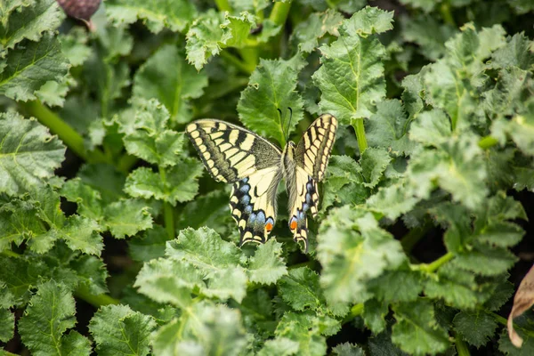Beau Papillon Assis Parmi Les Feuilles Vertes Vue Rapprochée — Photo