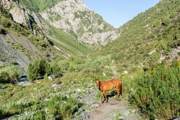 horse grazing on glade in Ural mountains at sunny day